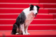 Messi the Dog attending the Le Deuxieme Acte (The Second Act) Screening and opening ceremony red carpetas part of the 77th annual Cannes Film Festival at Palais des Festivals in Cannes, France on May 14, 2024. Photo by Aurore Marechal/ABACAPRESS