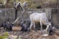 A group of langur monkeys or Semnopithecus entellus or Entelle des Indes (ou Entelle de l