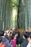 Foreign and Japanese tourists visit Bamboo Forest in Arashiyama, Kyoto Prefecture, Japan, March 22, 2024. (Photo by Yohei Osada\/AFLO