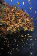 sea goldies (anthias) swimming free of coral