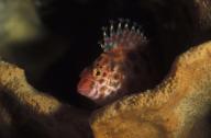 Scorpionfish (Rhinopius spp) hiding behind red