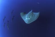 Manta Ray swimming with a school of dolphins in the