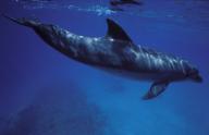 Bottlenose dolphin swimming in the red