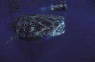 Swimming with a feeding whaleshark in mozambique current off inhambane  central mozambique  southern