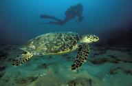 Loggerhead turtle (Caretta caretta) swimming in the Indian Ocean near Sodwana bay with a diver in the
