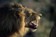 Male lion flehment display Savuti Chobe National Park