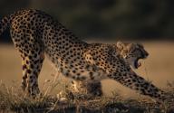 Cheetah stretching Mala Mala Game Reserve South