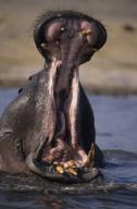 Hippo agression display Khwai Moremi Game Reserve