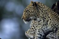 Leopard Selinda