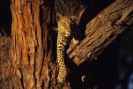 A leopard soaks up evening sun in the fork of a camelthorn tree - Khwai Moremi Game Reserve