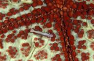 Small shrimp nestling towards the centre of a red and cream cushion star on the northern Mozambique coast near St Lazarus banks Indian