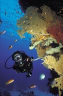 Diver on a soft coral reef with shoals of fish in the red sea
