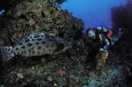 Potato bass/ cod/ grouper watching diver at cleaning station face to face guinjata bay mozambique southern africa indian