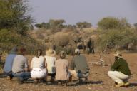 Guests on a walking safari at Mashatu Game Reserve looking at African Elephant (Loxodonta africana). Northern Tuli Game Reserve.