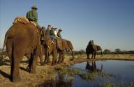 Tourists on elephant safari. Near Victoria Falls.