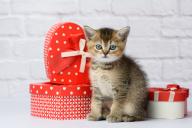 cute kitten Scottish golden chinchilla straight breed sits on a white background and boxes with gifts, festive background