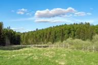 Green meadow with a wooden fence on the edge of a coniferous forest
