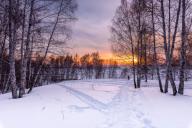 Birch trees and setting sun on the edge of a winter forest