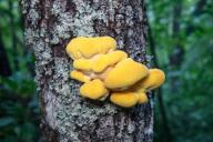 Emerging Sulphur Polypore (Laetiporus sulphureus) on tree trunk - Brevard, North Carolina, USA