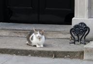LARRY DOWNING STREET CAT JUNE 2017 GENERAL ELECTION DOWNING STREET, LONDON, , ENGLAND 09 June 2017 DIE17110 OUTSIDE NO 10 DOWNING STREET, LONDON, ENGLAND