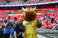 18th May 2024; Wembley Stadium, London, England; EFL League One Play Off Football Final, Bolton Wanderers versus Oxford United; Oxford United mascot Olly the Ox alongside a member of Oxford United staff