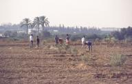 Planting crops in the Gaza Strip.