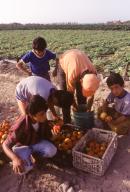 Picking tomatoes in the Gaza Strip.