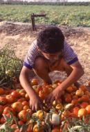 Picking tomatoes in the Gaza Strip.
