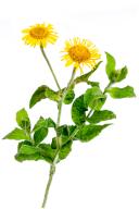 Pulicaria dysenterica, the dysenteric pulicaria, is a species of flowering plants in the Asteraceae family