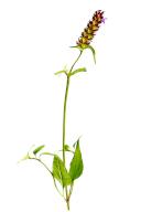 Common brownwort, prunella vulgaris, medicinal and edible plant