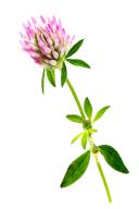 Clover flowers, medicinal plant