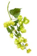 Hop cones with leaf and flowers