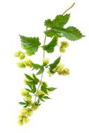 Hop cones with leaf and flowers