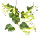 Linden flowers and leaves, flowers have many medicinal properties