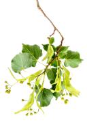 Linden flowers and leaves, flowers have many medicinal properties