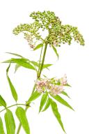 Sambucus ebulus, elderberry with erect and toxic fruits, the rest of the plant contains medicinal uses