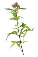 Eupatorium cannabinum, or hemp leaf eupatory