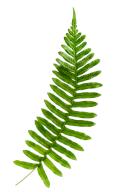 Polypody fern leaf, polypodium vulgare stimulates bile secretion and is a mild laxative