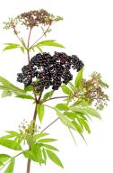 Sambucus ebulus, elderberry with erect and toxic fruits, the rest of the plant contains medicinal uses
