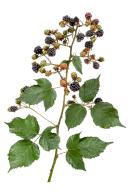 The blackberry is the fruit of the bramble, here fresh blackberries on the stem of a bramble