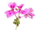 Pink flowers of pink geranium