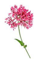 Valerian officinalis, medicinal plant to combat insomnia and stress