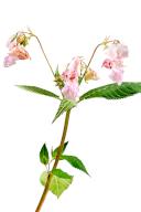 Himalayan balsam, impatiens glandulifera, is a species of flowering plant in the Balsaminaceae family