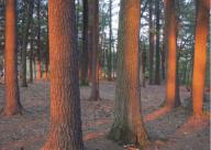 Millis, Massachusetts USA: June 5, 2017 Evening sunshine illuminates trunks of white pine trees at the Millis Town Park. Chris Fitzgerald / Candidate