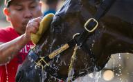 April 28, 2024, Louisville, Kentucky, USA: Fierceness, trained by Todd Pletcher, gets a bath after exercising in preparation for the upcoming 150th running of the Kentucky Derby at Churchill Downs in Louisville, Kentucky on April 28, 2024 Carlos J. Calo\/Eclipse Sportswire\/CSM(Credit Image: Carlos J. Calo\/Cal Sport Media