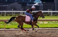 April 28, 2024, Louisville, Kentucky, USA: Into Champagne, trained by Ian Wilkes, exercises in preparation for the upcoming 150th running of the Kentucky Oaks at Churchill Downs in Louisville, Kentucky on April 28, 2024 Tere Poplin\/Eclipse Sportswire\/CSM(Credit Image: Tere Poplin\/Cal Sport Media