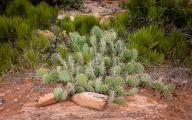 May 02, 2024: Prickly pear cactus is a common find in the Colorado National Monument, Grand Junction, Colorado. (Credit Image: Â Larry Clouse\/Csm\/Cal Sport Media