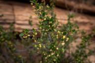 May 02, 2024: Beautiful high desert wildflowers bloom in some of the harshest conditions of the Colorado National Monument, Grand Junction, Colorado. (Credit Image: Â Larry Clouse\/Csm\/Cal Sport Media