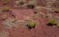 May 02, 2024: Biocrust is a fragile, living desert top soil found within dramatic high desert and canyon landscapes near Moab, Utah. (Credit Image: Â Larry Clouse\/Csm\/Cal Sport Media