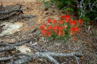 May 02, 2024: Vivid reds of the Indian Paintbrush wildflowers highlight the early desert bloom in the Colorado National Monument, Grand Junction, Colorado. (Credit Image: Â Larry Clouse\/Csm\/Cal Sport Media